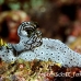 nudibranch_triune_db_h_0705_png2185.jpg